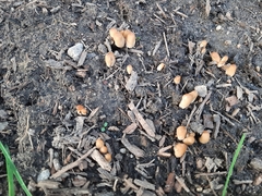 Coprinellus micaceus