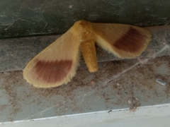 Stenoglene rosea