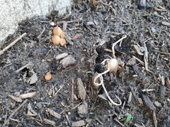 Coprinellus micaceus