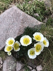 Ranunculus glacialis