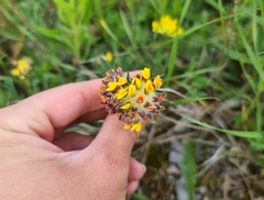 Anthyllis vulneraria