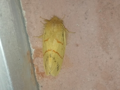 Chrysopsyche imparilis