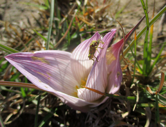 Spilostethus taeniatus