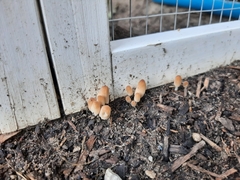 Coprinellus micaceus