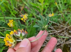 Anthyllis vulneraria