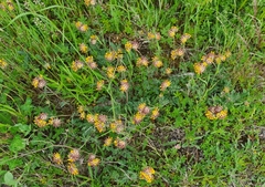 Anthyllis vulneraria