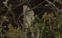 Perconia strigillaria