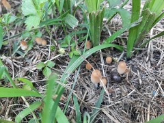 Coprinellus micaceus
