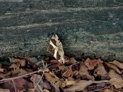 Dysgonia algira algira