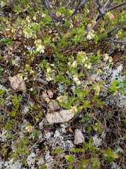 Vaccinium boreale