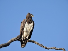 Martial Eagle photo 2