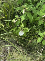 Hibiscus lasiocarpos