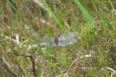Leucorrhinia rubicunda