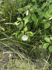 Hibiscus lasiocarpos