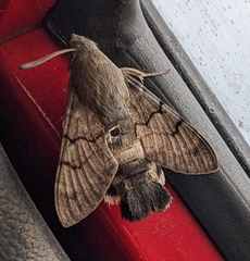 Macroglossum stellatarum