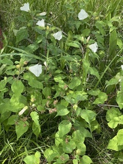 Hibiscus lasiocarpos