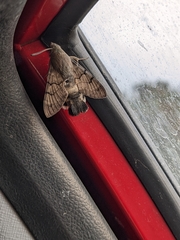 Macroglossum stellatarum