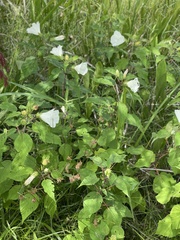Hibiscus lasiocarpos