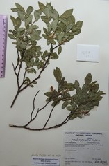 Salix pseudomyrsinites