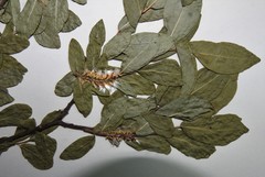 Salix pseudomyrsinites