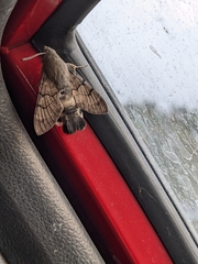 Macroglossum stellatarum