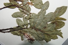 Salix pseudomyrsinites