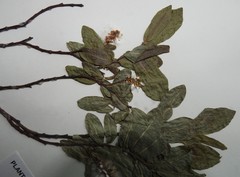 Salix pseudomyrsinites