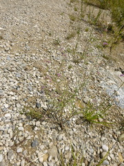 Matthiola longipetala