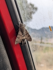 Macroglossum stellatarum