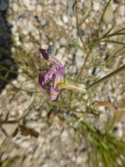Matthiola longipetala