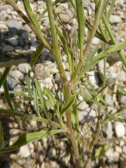 Matthiola longipetala