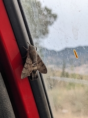 Macroglossum stellatarum