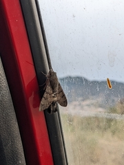 Macroglossum stellatarum