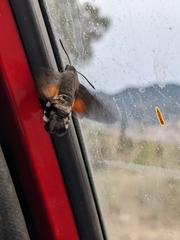 Macroglossum stellatarum