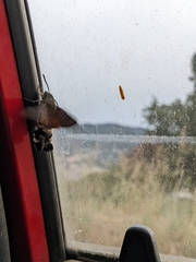 Macroglossum stellatarum