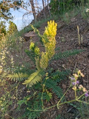 Astragalus ponticus