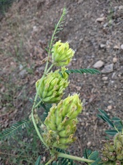 Astragalus ponticus