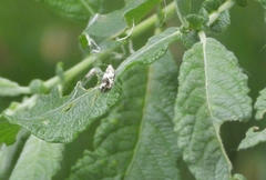 Epinotia subocellana