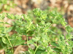 Euphorbia peplus