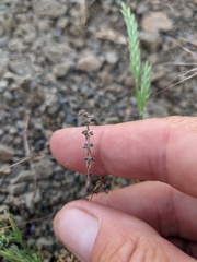 Galium verticillatum