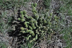 Cylindropuntia whipplei