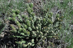 Cylindropuntia whipplei
