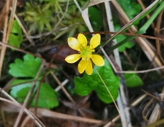 Ranunculus lapponicus