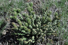 Cylindropuntia whipplei