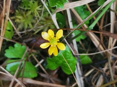 Ranunculus lapponicus