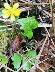 Ranunculus lapponicus