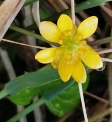 Ranunculus lapponicus