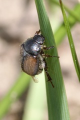 Omaloplia nigromarginata