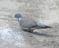 Columba palumbus