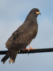 Rostrhamus sociabilis image